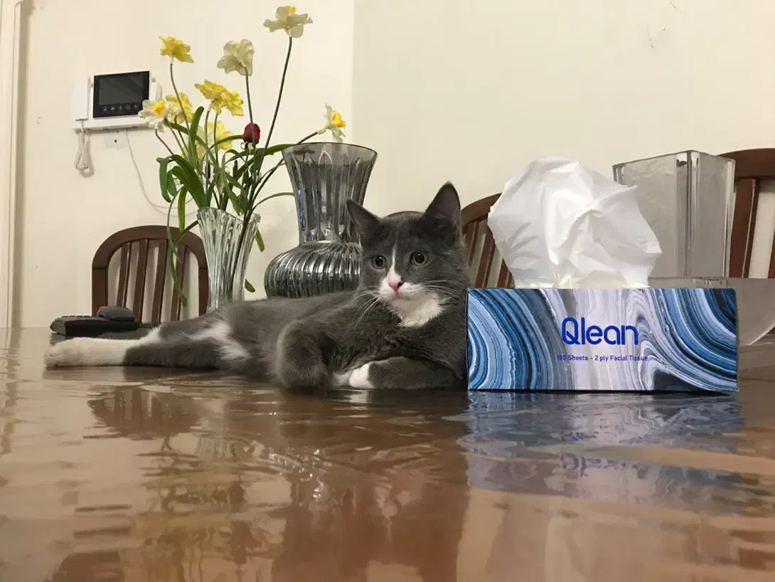 گربه گمشده|حیوانات|تبریز, |دیوار