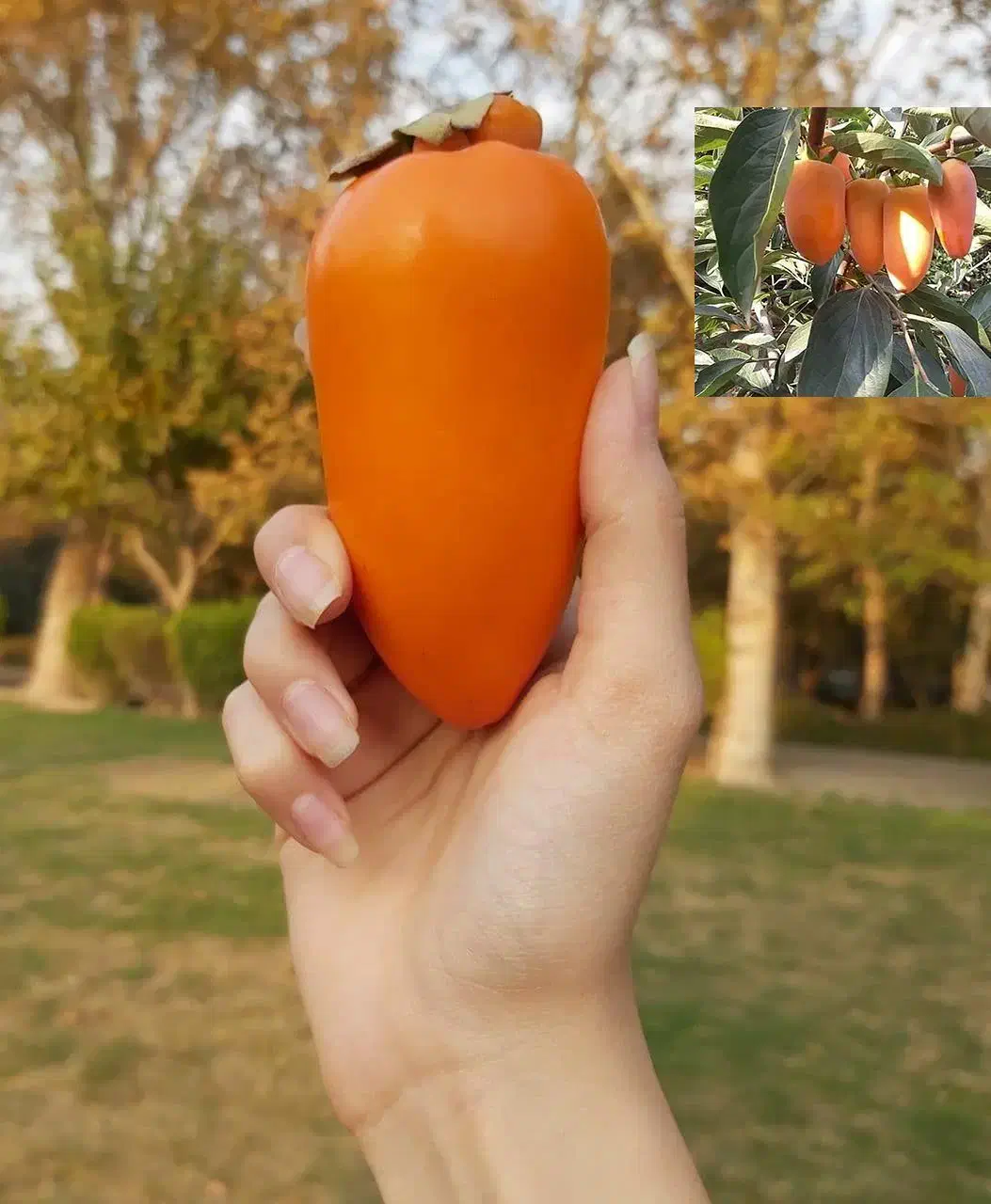 نهال خرمالو وگردو چندلر|خدمات باغبانی و درختکاری|هشترود, |دیوار