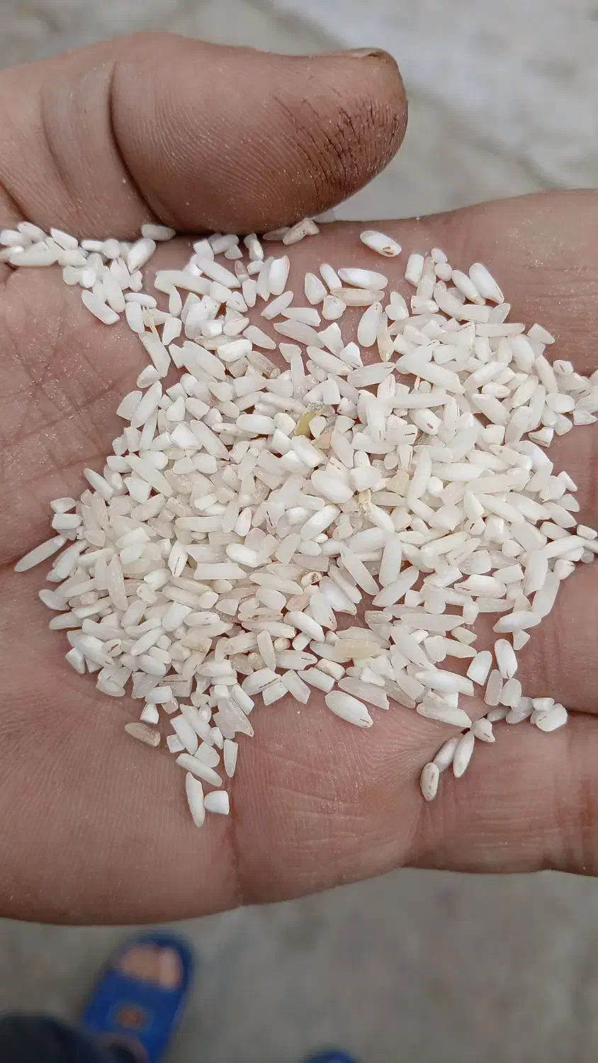 برنج گیلان|عمدهفروشی|رشت, فلسطین|دیوار