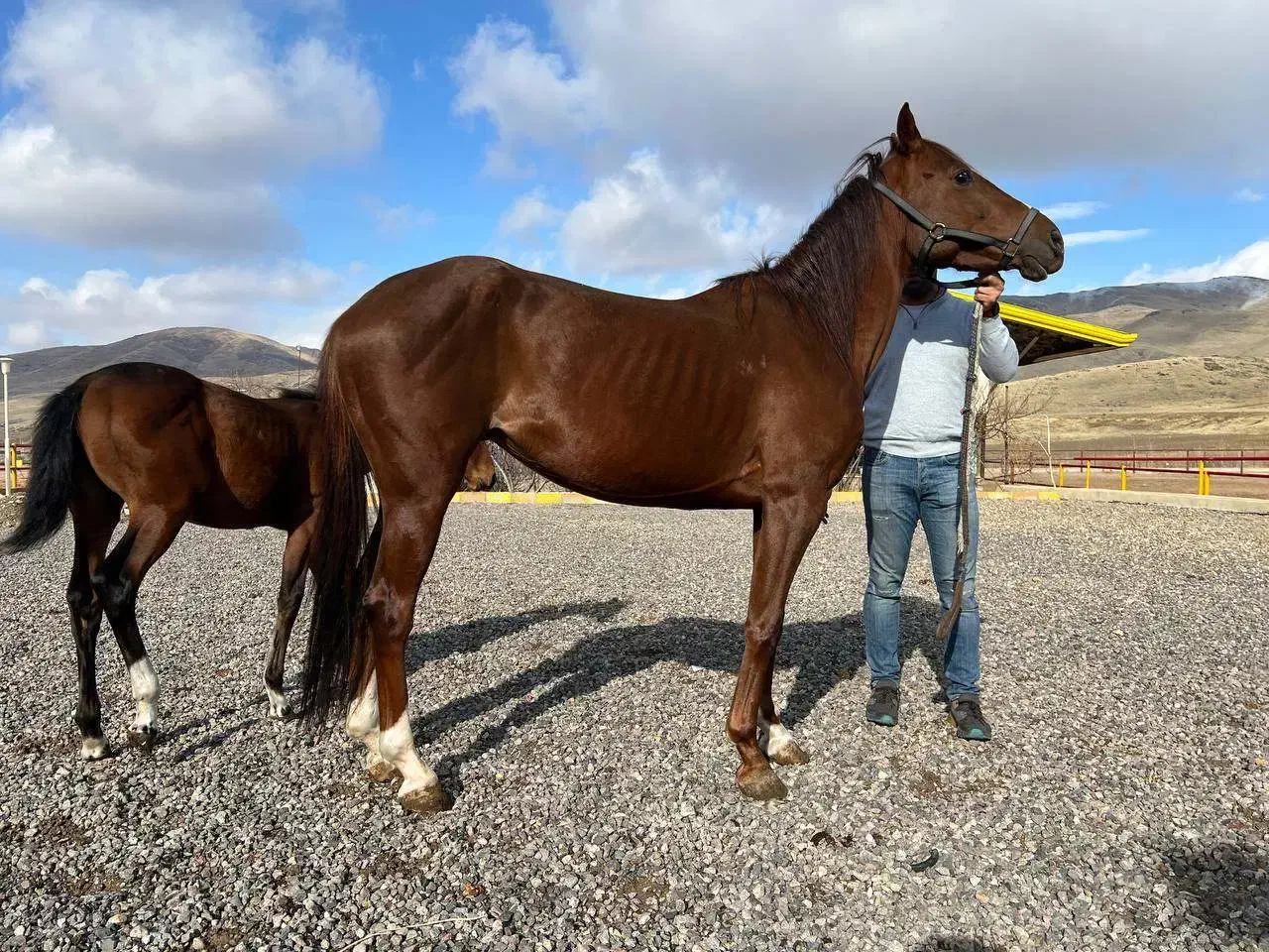 مادیان یک سر خارجی|اسب و تجهیزات اسبسواری|زنجان, |دیوار