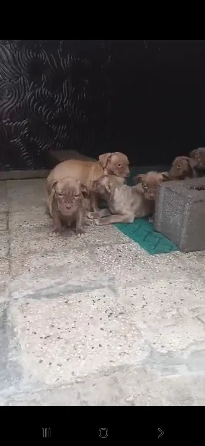 سگ پیت بول|سگ|تهران, سعادت‌آباد|دیوار