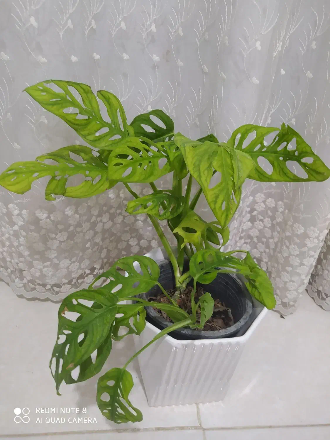 گل آپارتمانی|گل و گیاه طبیعی|بندر گناوه, |دیوار