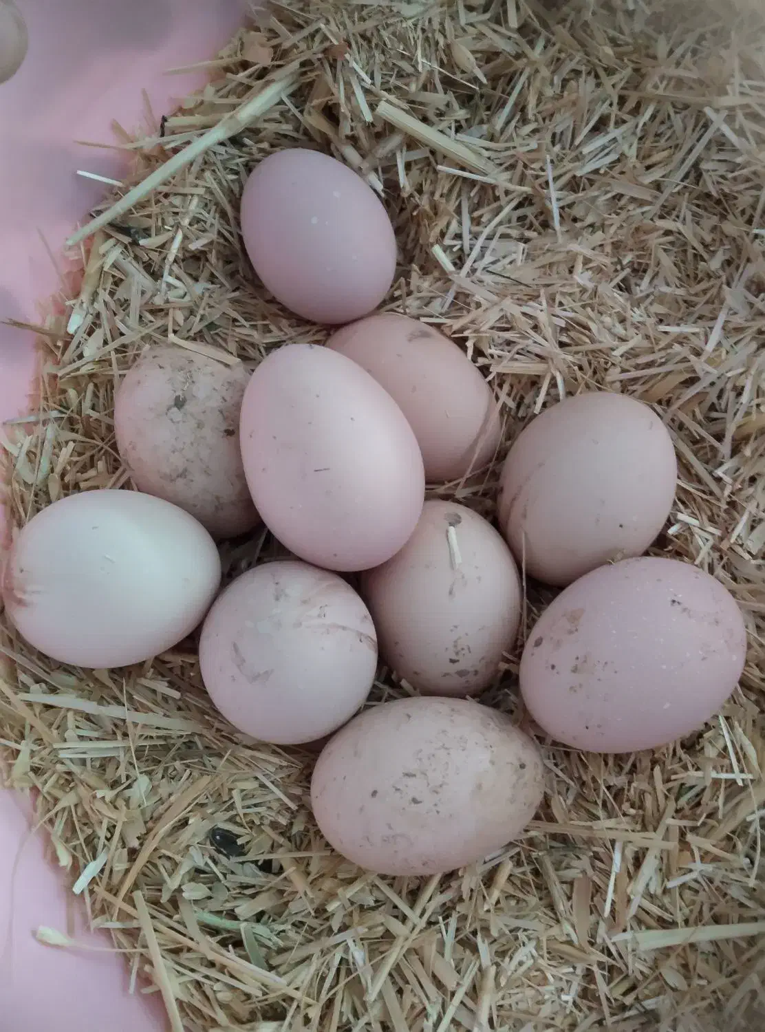 تخم مرغ روستایی|حیوانات مزرعه|خوی, |دیوار