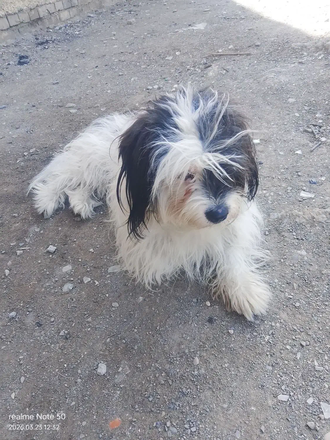 سَگ|سگ|مشهد, نظام دوست|دیوار