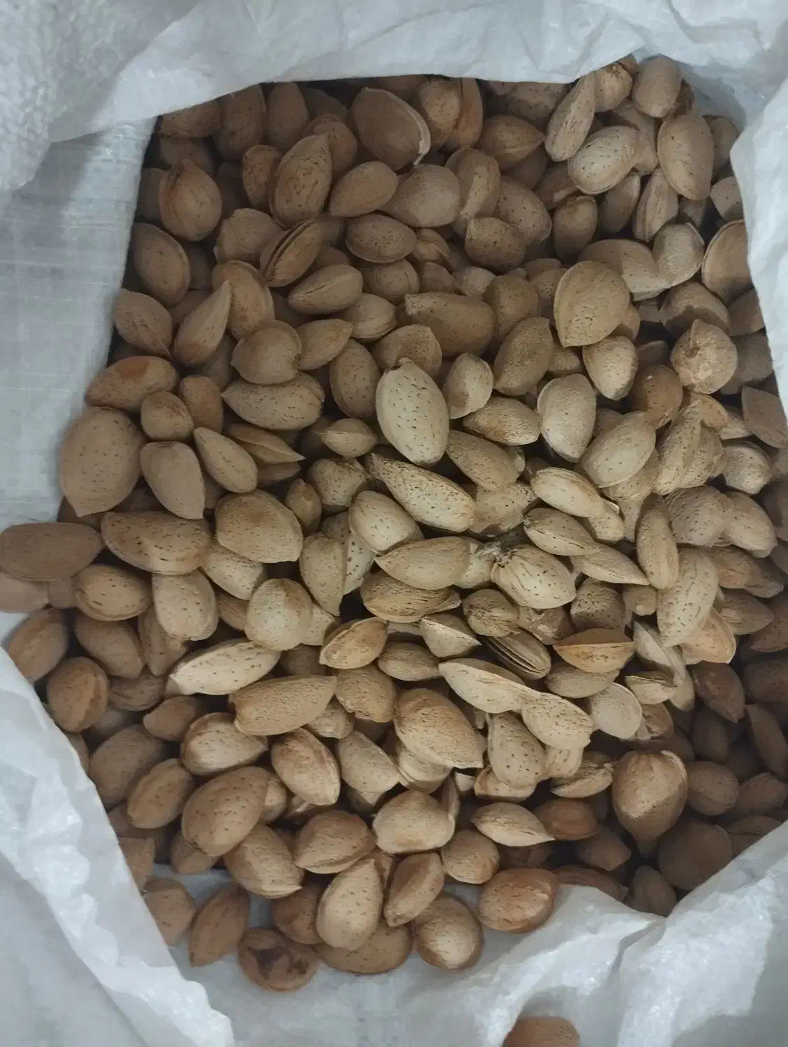 فروش بادام|عمده‌فروشی|تربت‌حیدریه, پائین ولایت|دیوار