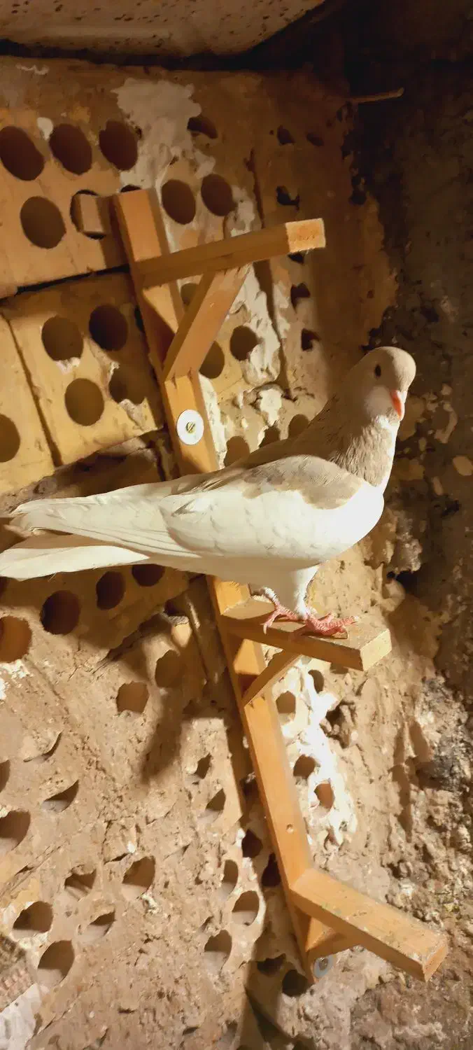 پشت هفترنگ سار موشی|پرنده|مشهد, انصار|دیوار