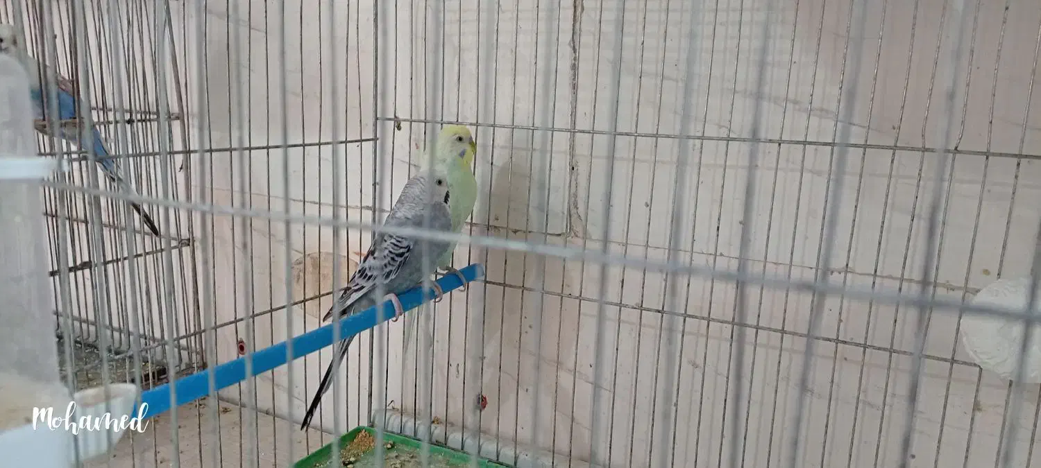 مرغ عشق|پرنده|تاکستان, |دیوار