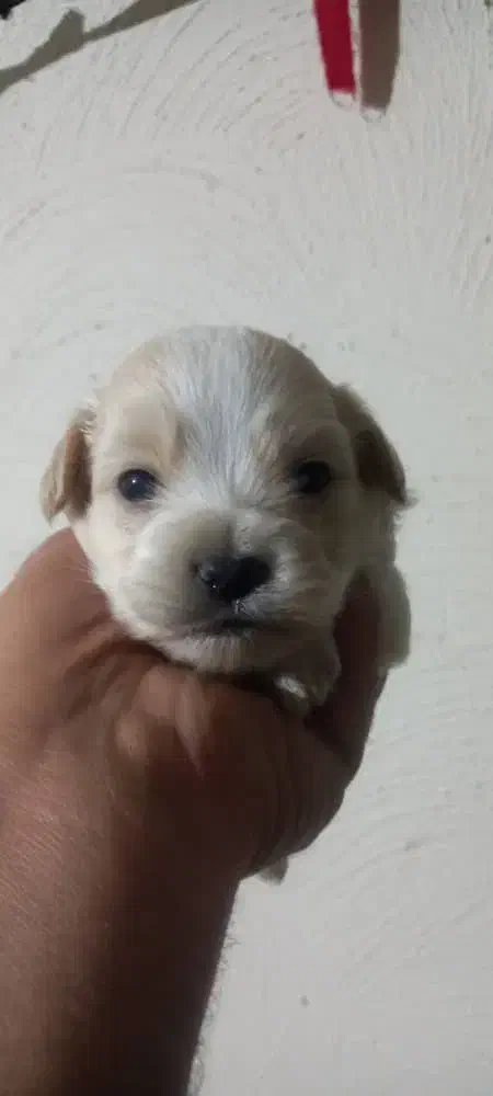 سگ آپارتمانی|سگ|وحیدیه, |دیوار