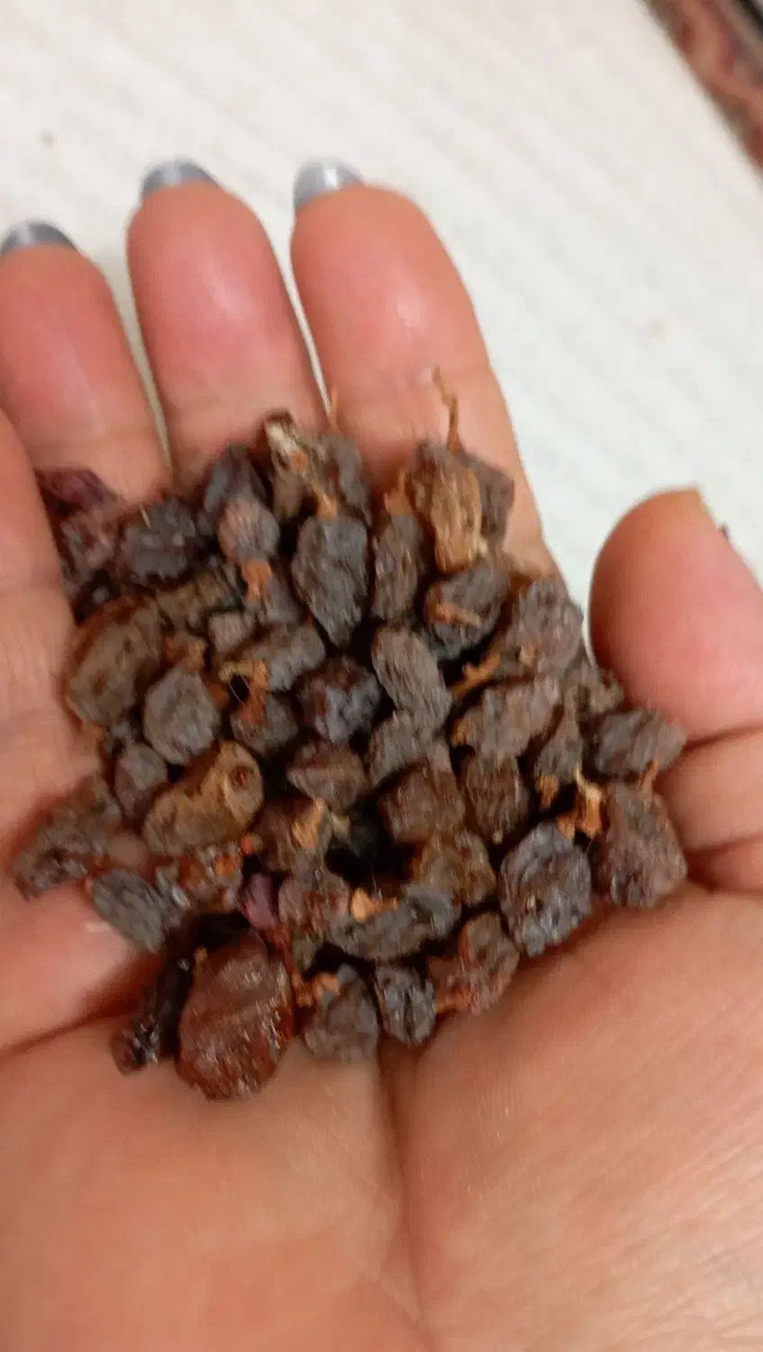 کشمش|خوردنی و آشامیدنی|تربتحیدریه, قائم|دیوار