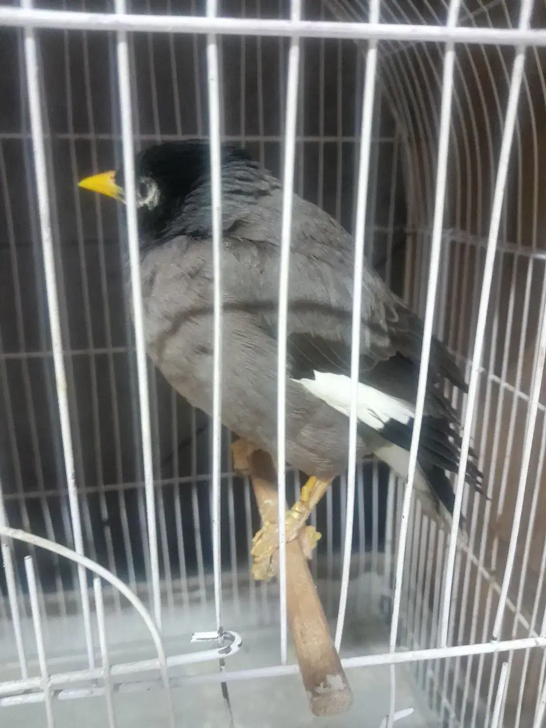 مرغ مینا|پرنده|مشهد, آیت الله کاشانی|دیوار