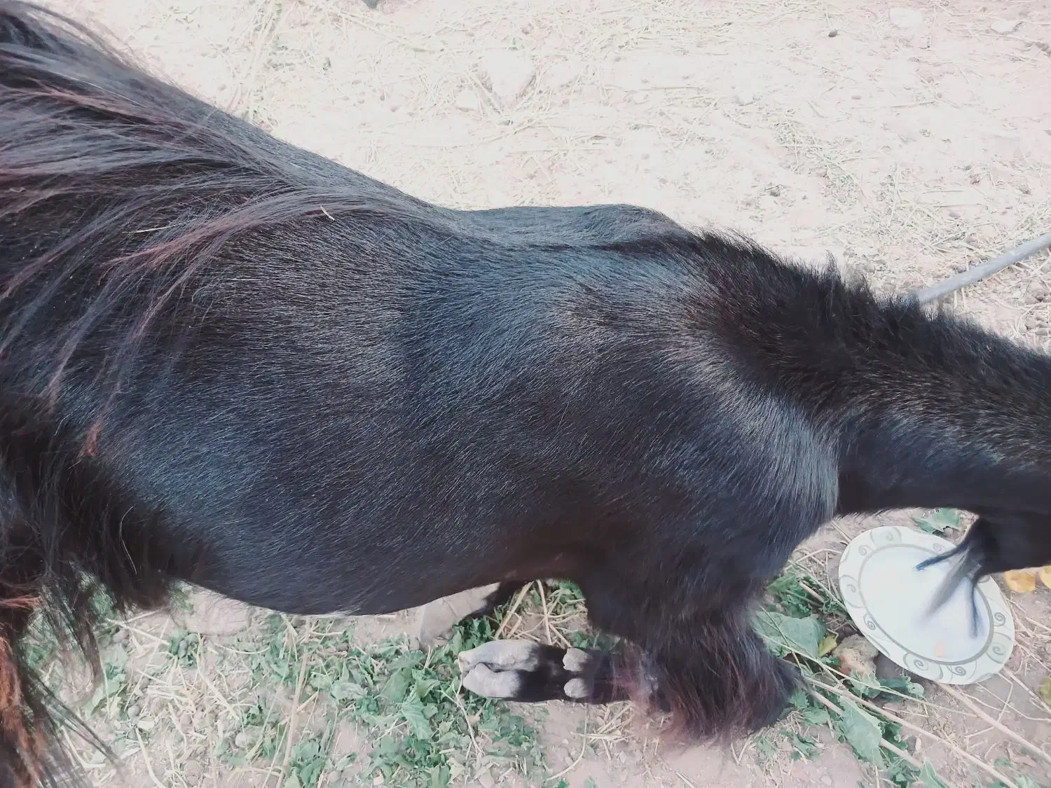 گم شده کسی دیدخبربده|حیوانات|عنبرآباد, |دیوار