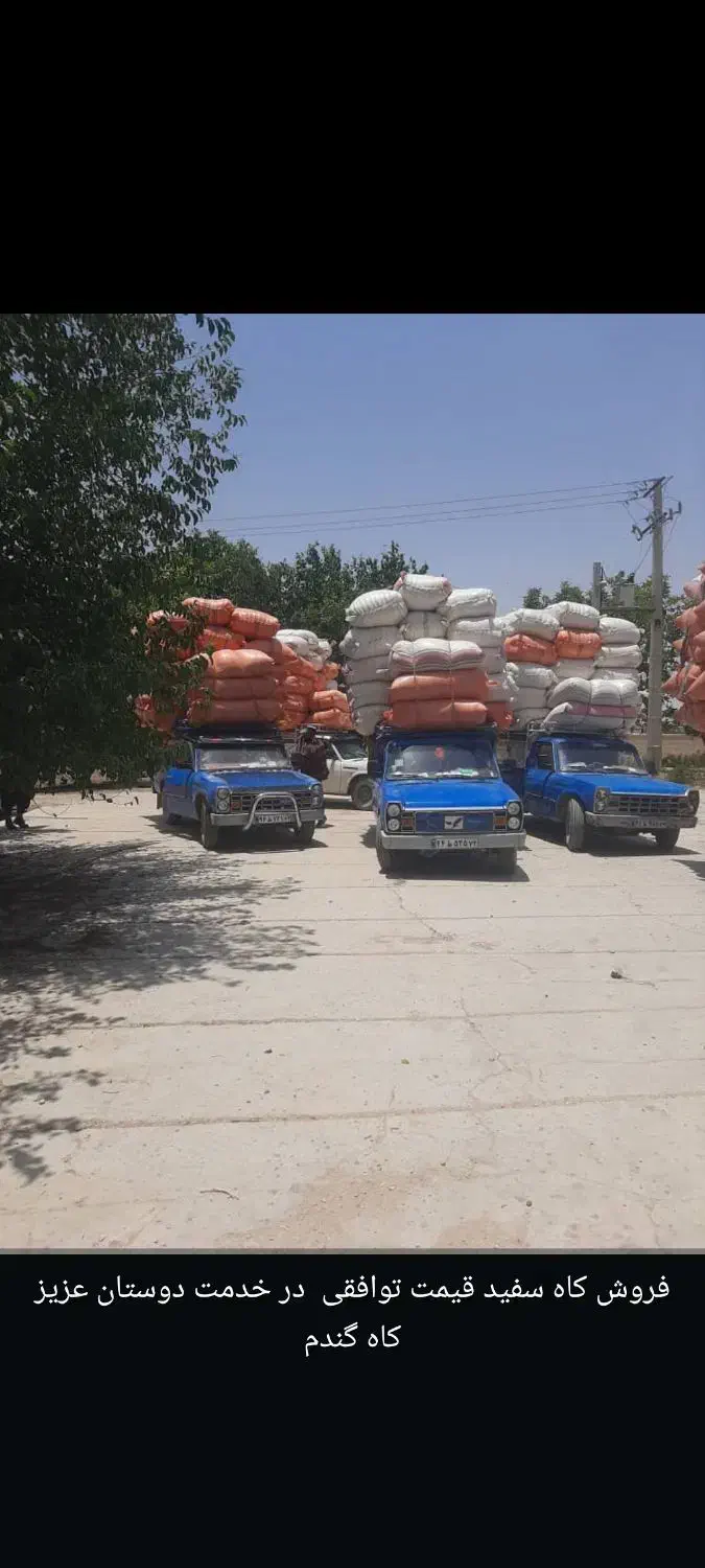 فروش کاه سفید خوشه درجه یک به شرط|عمده‌فروشی|فیروزآباد (فارس), |دیوار