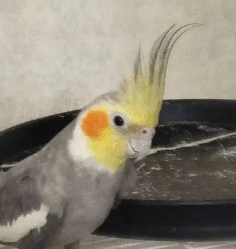 جفت عروس هلندی سینامون کارداده کینگ سایز|پرنده|شیراز, گلشن|دیوار