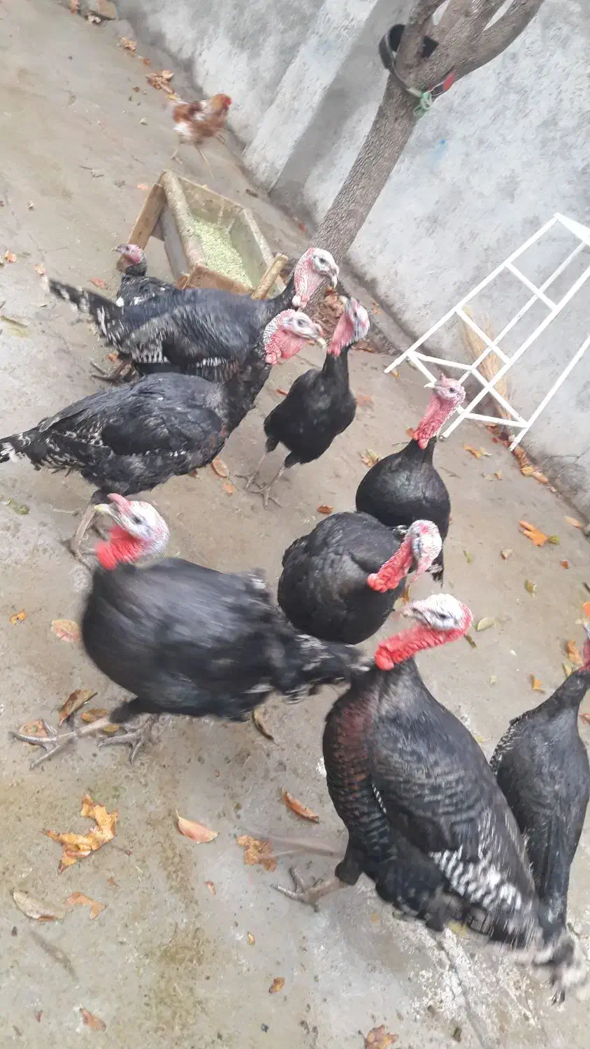 بوقلمون|حیوانات مزرعه|صحنه, |دیوار