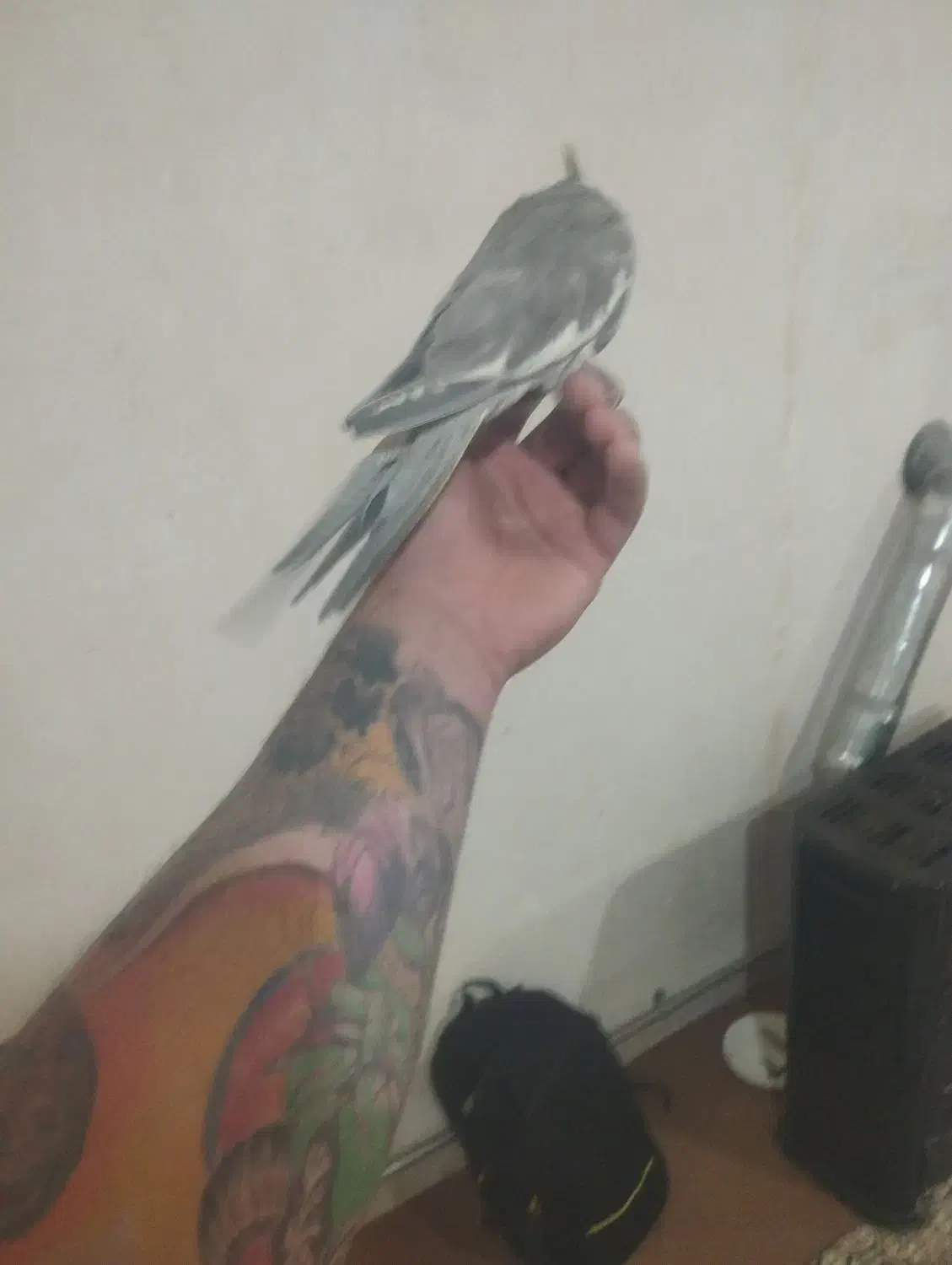 سهره و قناری فروش معاوضه|پرنده|اردبیل, |دیوار