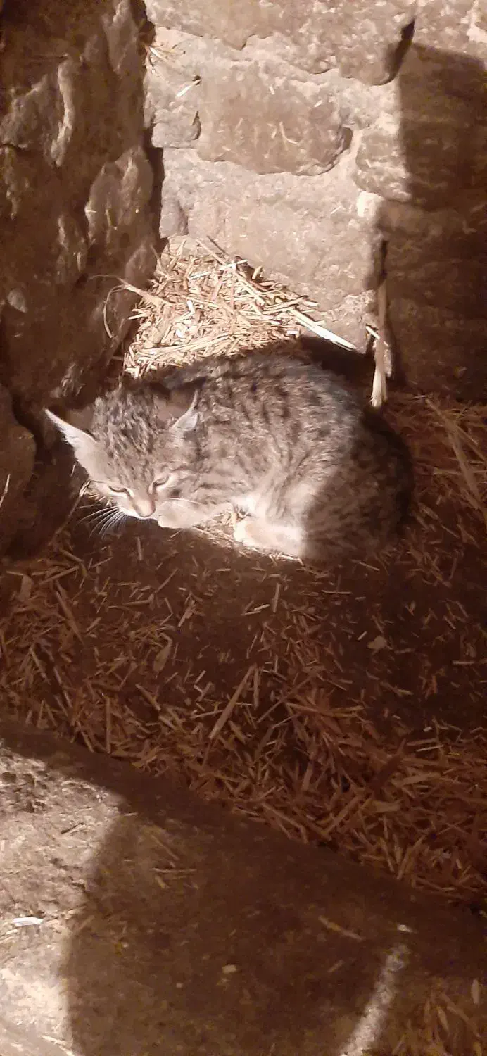 گربه خوب|گربه|اردبیل, |دیوار