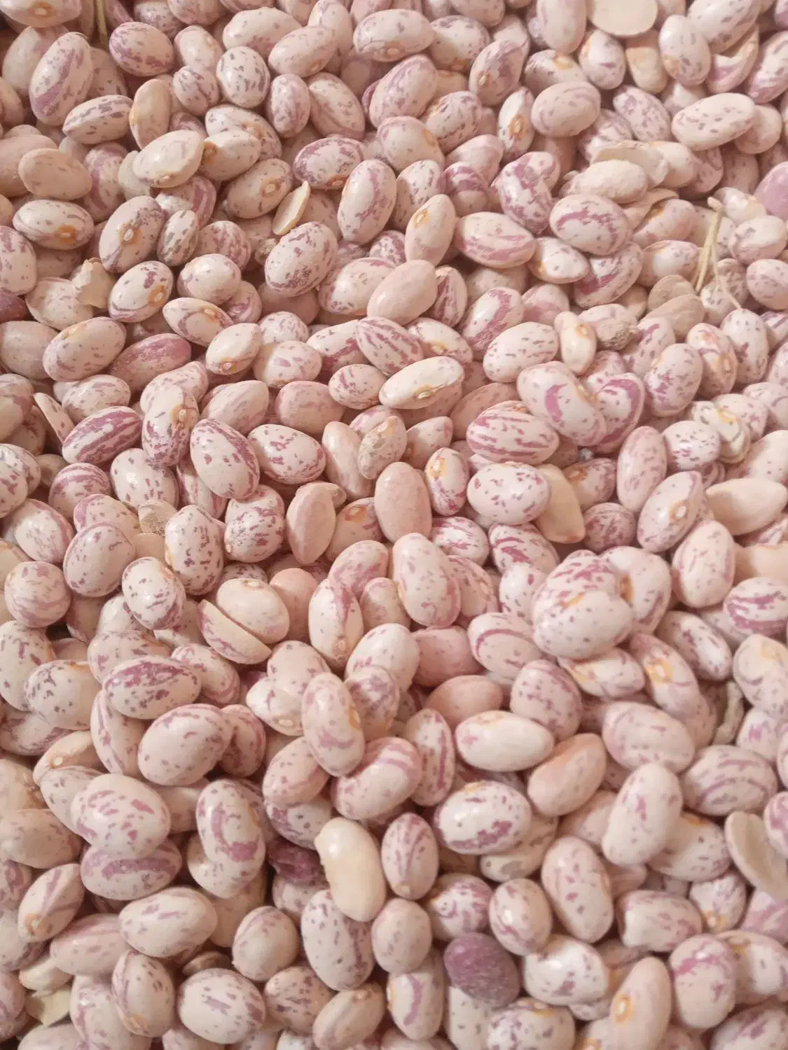 لوبیاقرمز ۲تن  چیتی ۶۰۰کیلو   درشت بفروش میرسد|خوردنی و آشامیدنی|شاهنجرین, |دیوار