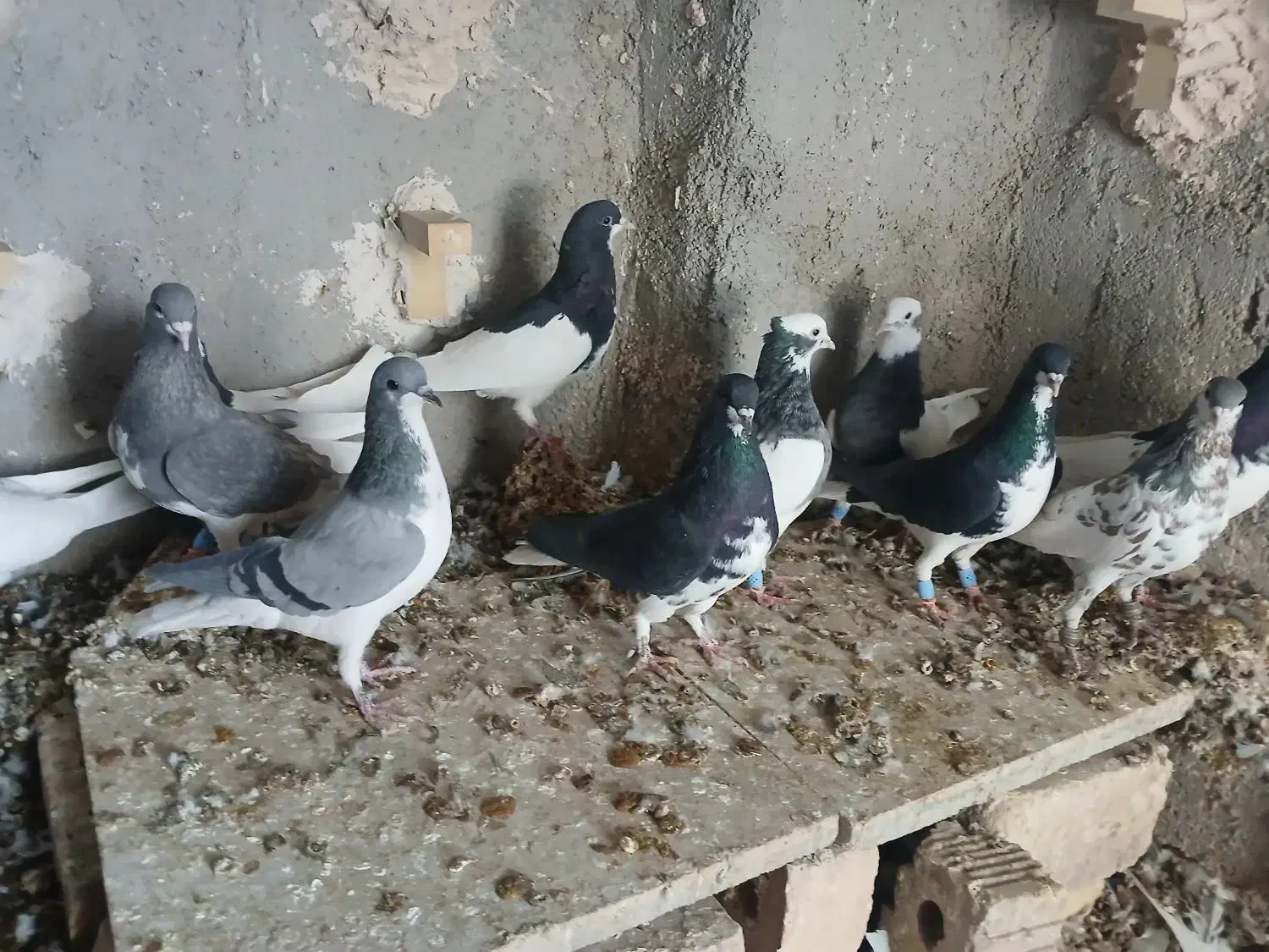 شهری بهبهانی|پرنده|شیراز, شهرک رضوان|دیوار