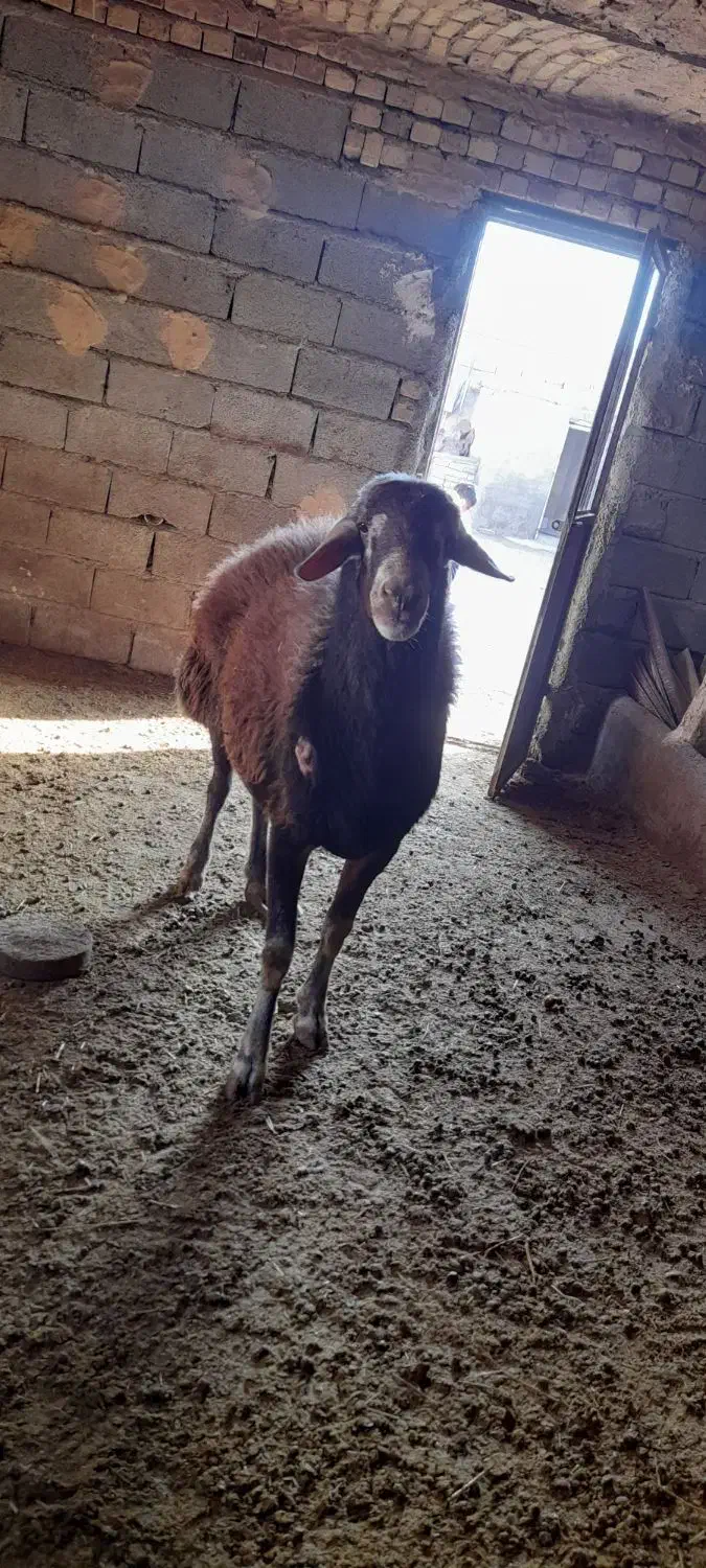 قوچ دونیم ساله دوقلوزا|حیوانات مزرعه|قلقل رود, |دیوار