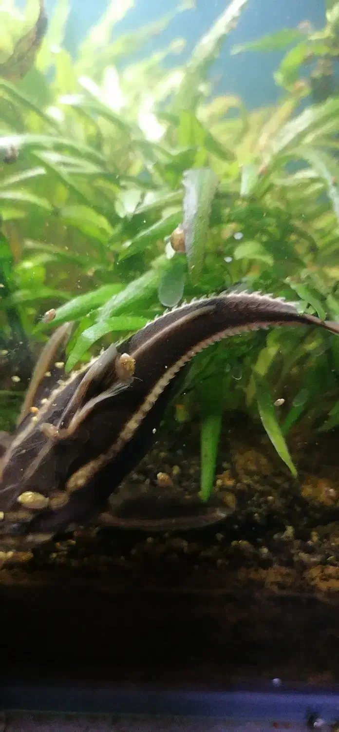 کت فیش گربه ماهی|ماهی|قم, پردیسان|دیوار