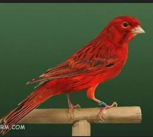 پذیرش پرندگان واگذاری قناری سهره فنچ پرنده|پرنده|تهران, مجیدآباد|دیوار