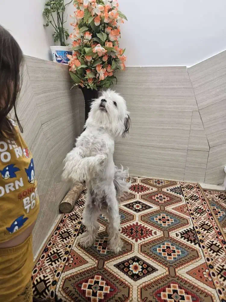 واگذاری سگ|سگ|لنجان, |دیوار