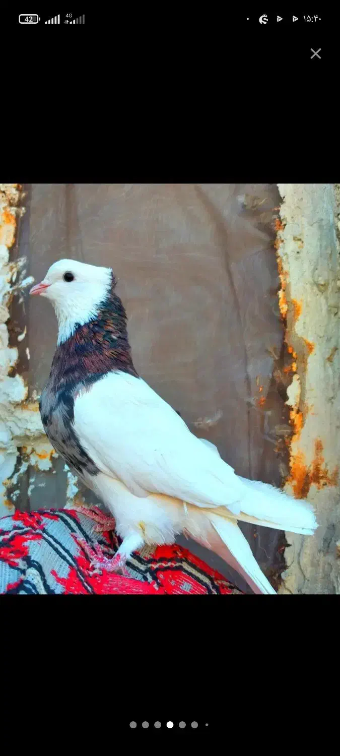 کبوتر طوقی دونه ای600|پرنده|بندر گناوه, |دیوار