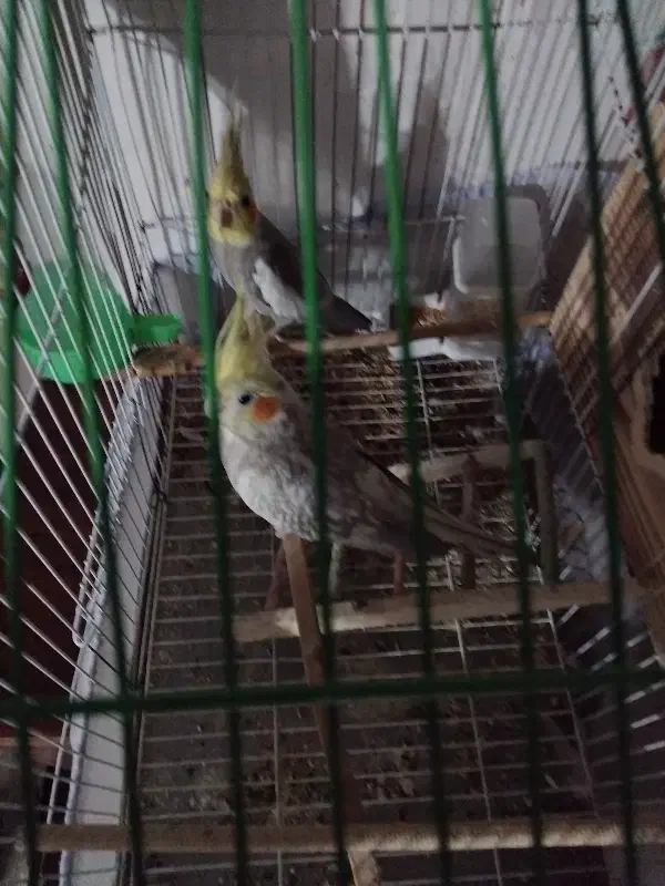 عروس هلندی|پرنده|رشت, جانبازان|دیوار