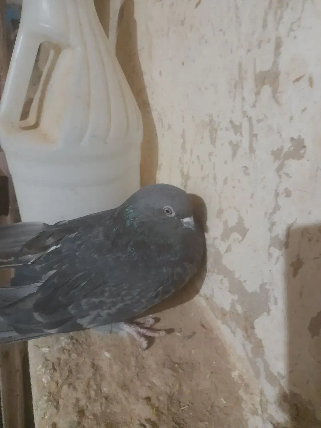 ۳۰۰۰۰۰۰|پرنده|کبودرآهنگ, |دیوار