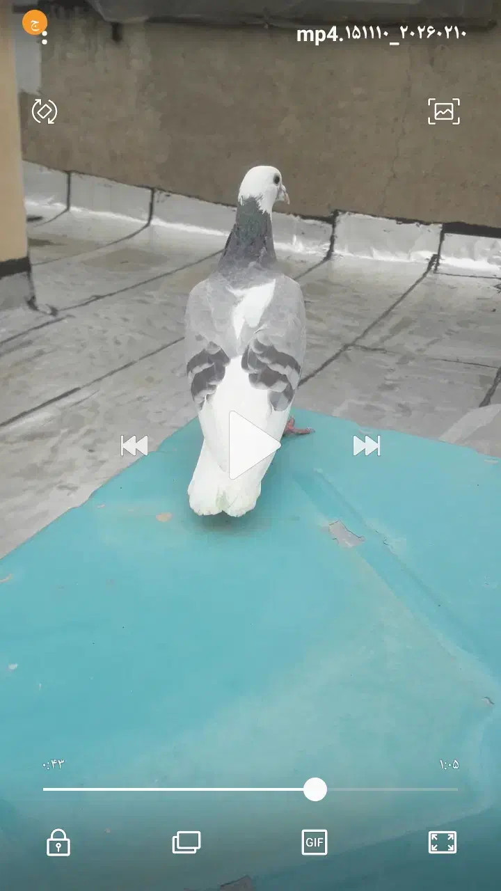 کبوتر|حیوانات|کرمانشاه, |دیوار