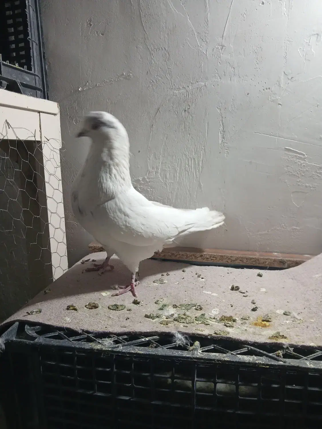 کفتر پرشی غریب گیری|پرنده|گلستان (تهران), |دیوار