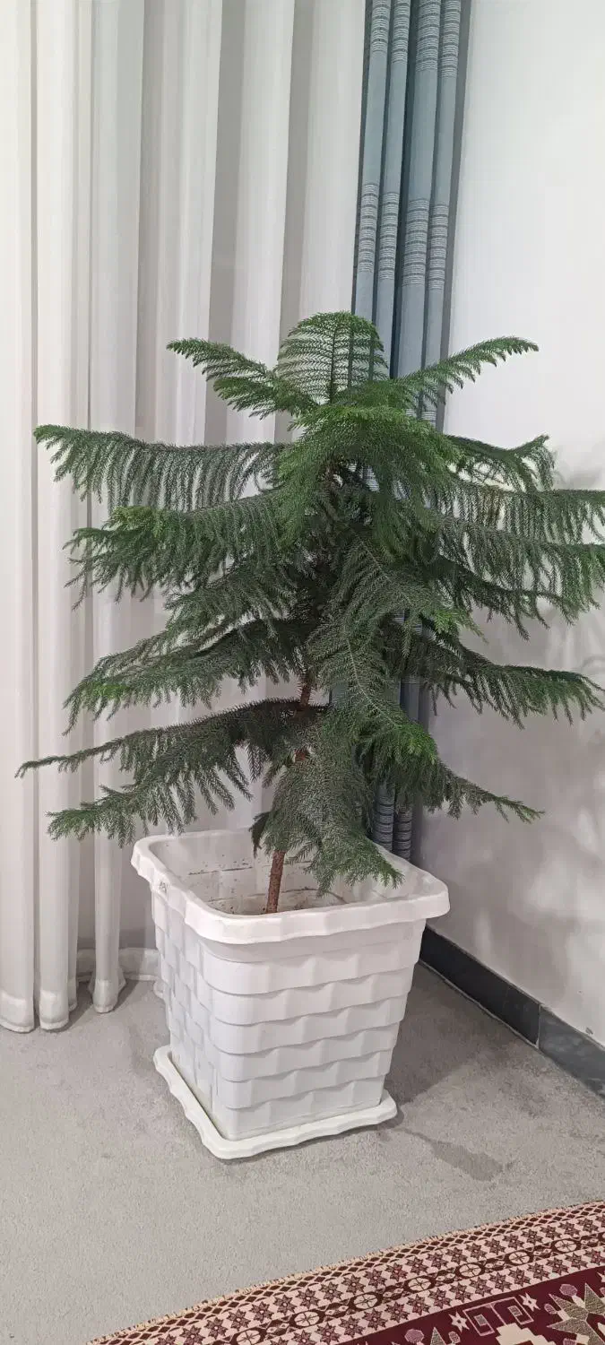 گل بزرگ|گل و گیاه طبیعی|بروجرد, |دیوار