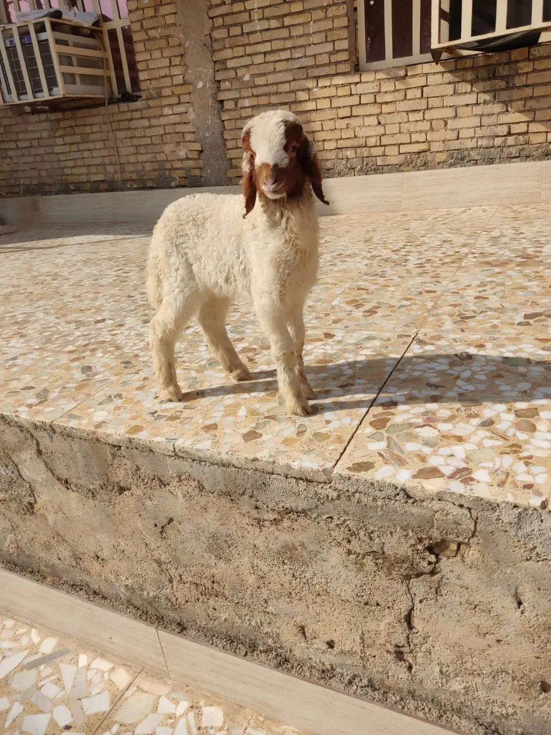 بره نر گاو گاومیش بز قوچ بز|حیوانات مزرعه|حمیدیه, |دیوار