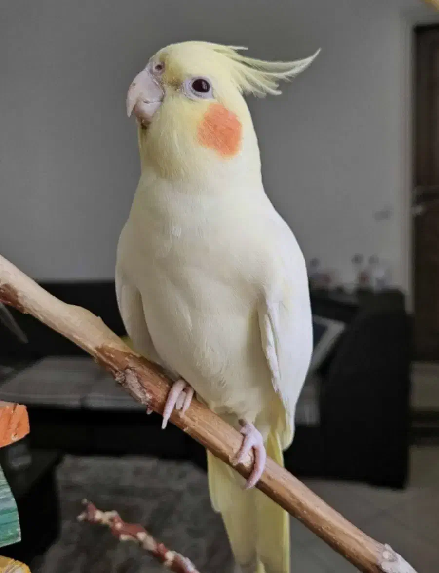 عروس هلندی|پرنده|آبدانان, |دیوار