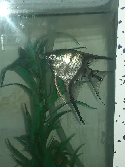 ماهی آکواریوم|ماهی|محمدشهر, محمدشهر|دیوار