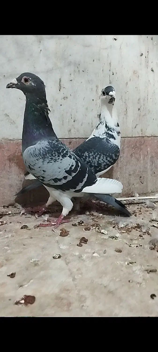 کبوتر|پرنده|چناران, |دیوار