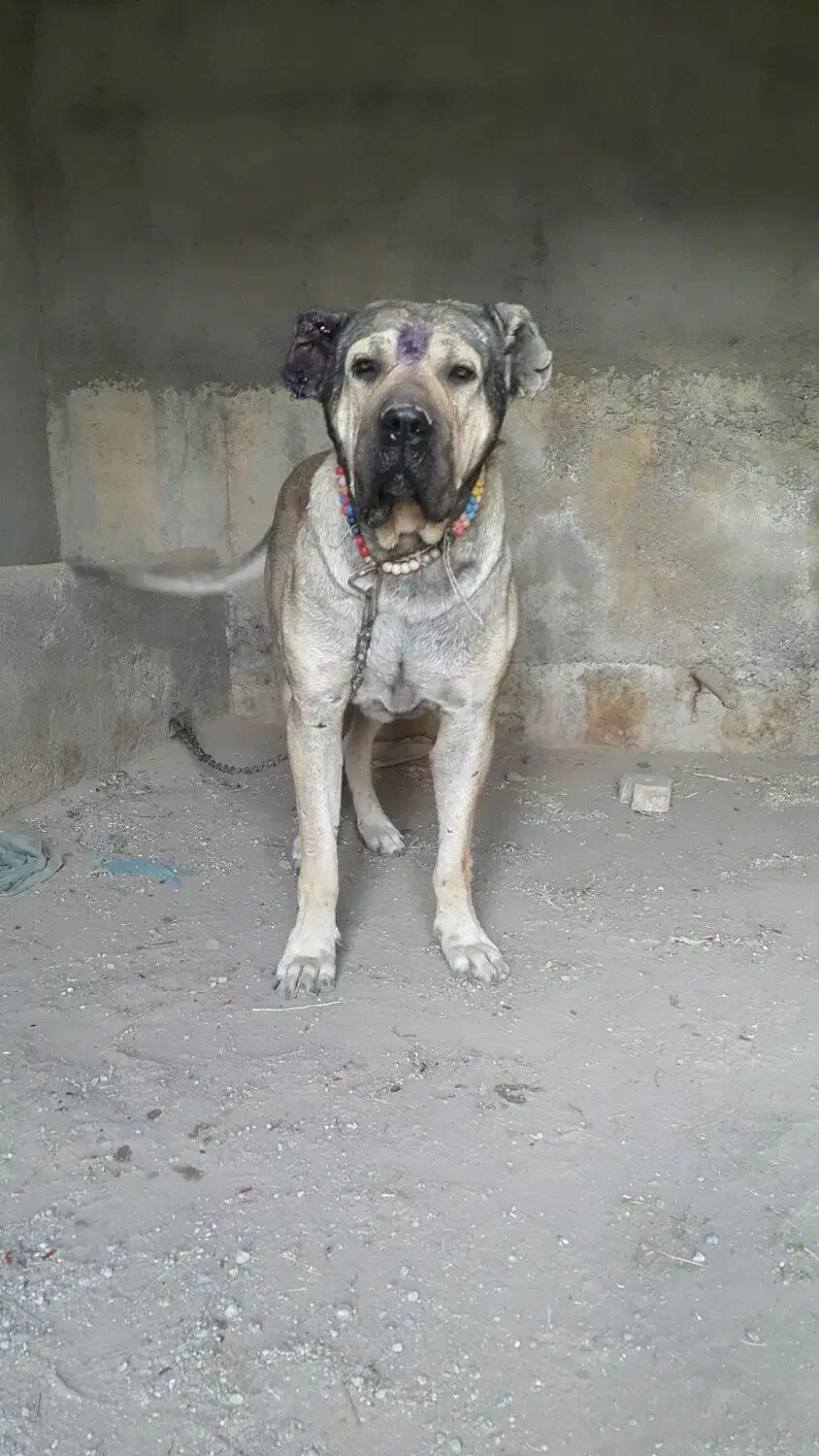 سرابی بینظیر|سگ|تهران, بوستان ولایت|دیوار