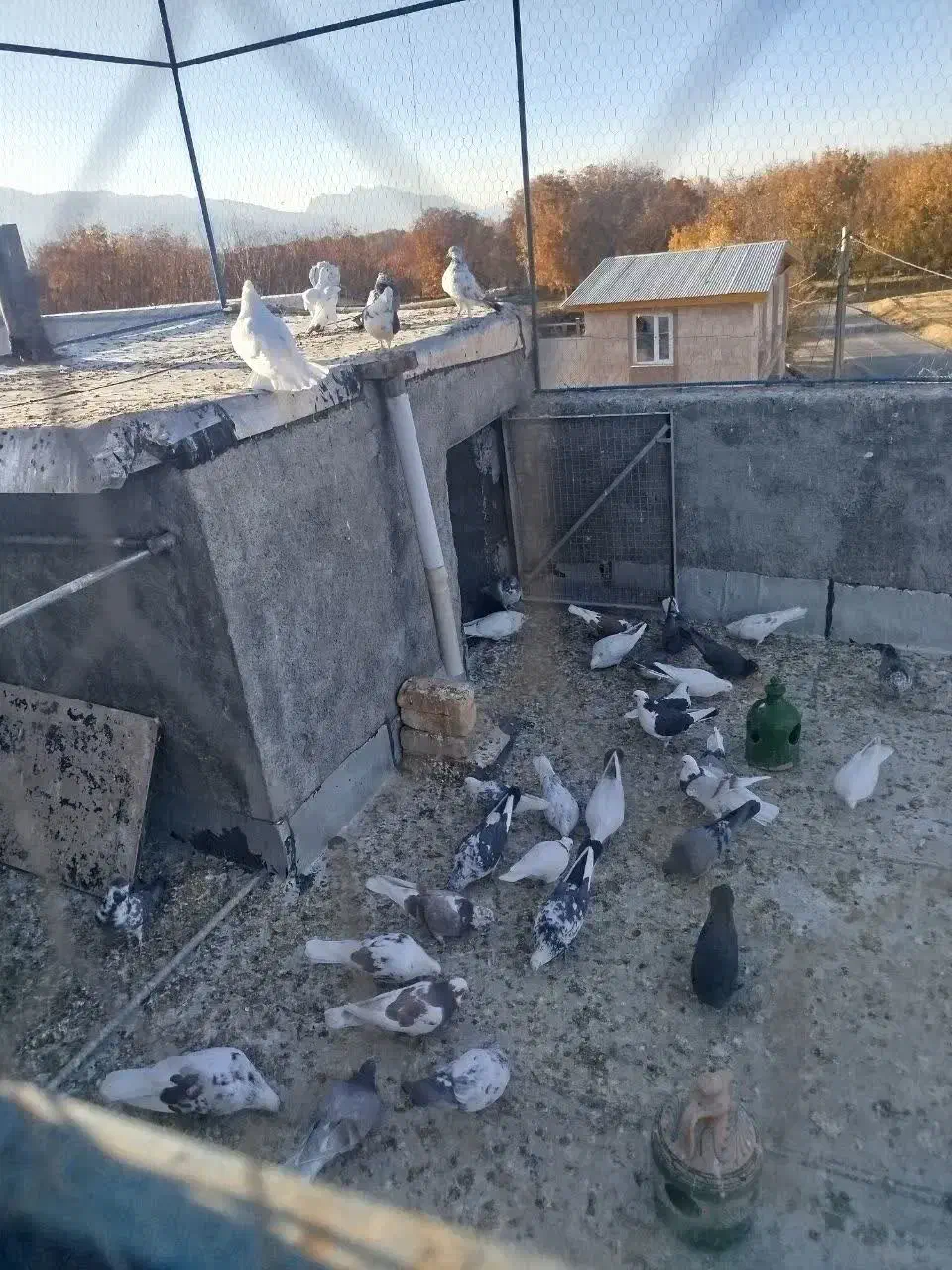 ۳۵عدد|پرنده|قره کهریز, |دیوار