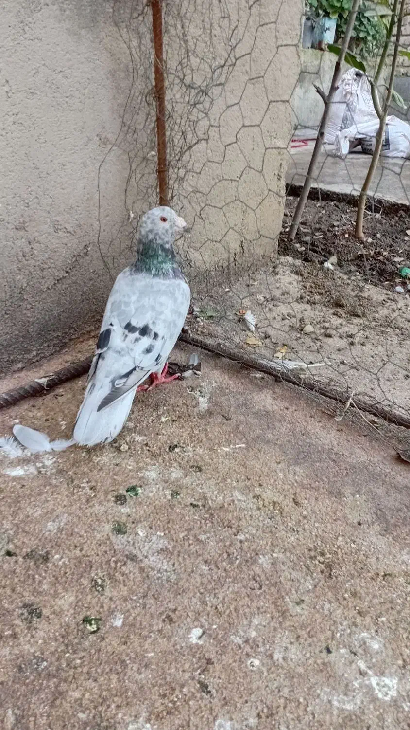 کبوتر|پرنده|گالیکش, |دیوار