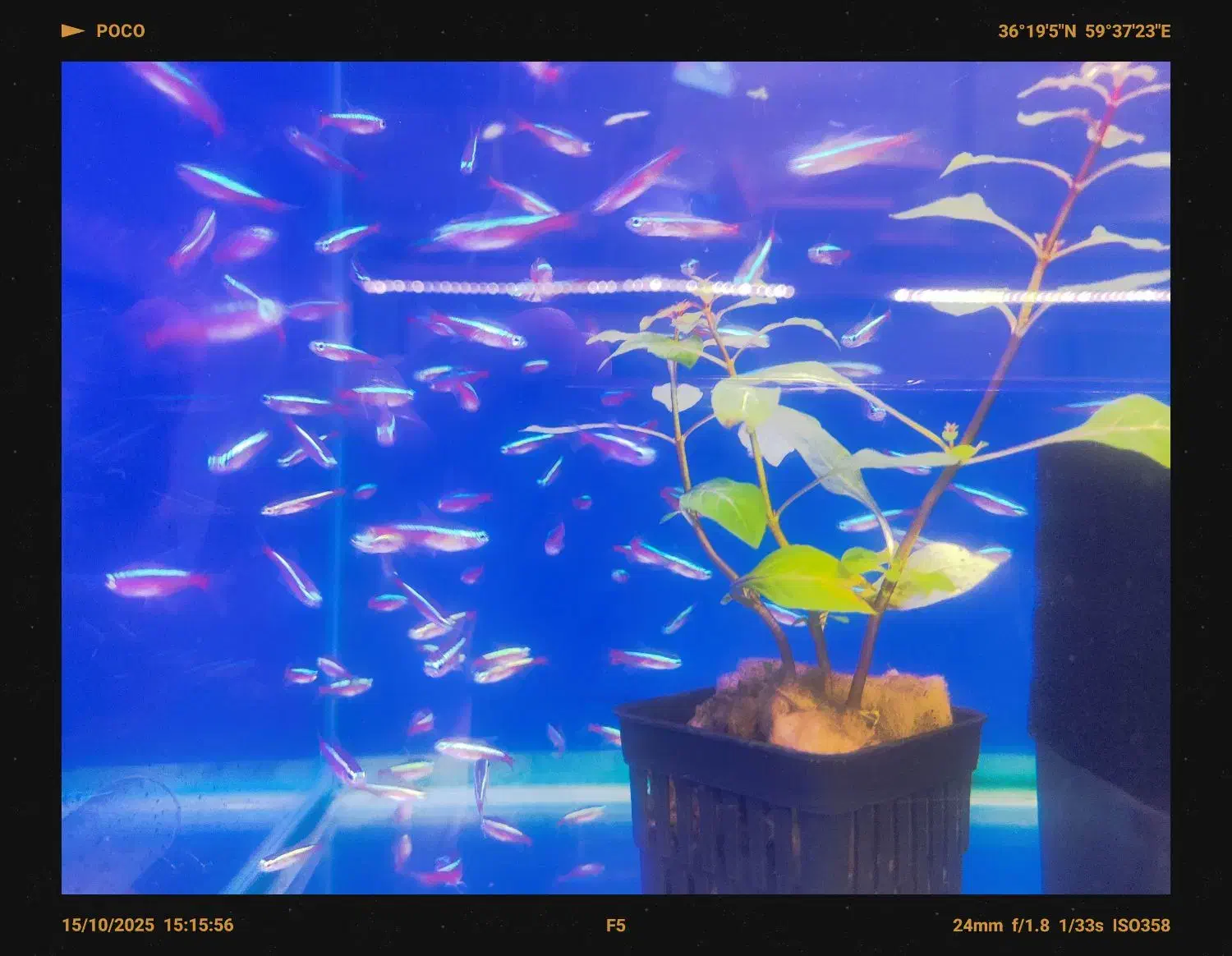 انواع تتراها و ماهیان پلنت با قیمت ویژه گرید بالا|ماهی|مشهد, فاطمیه|دیوار