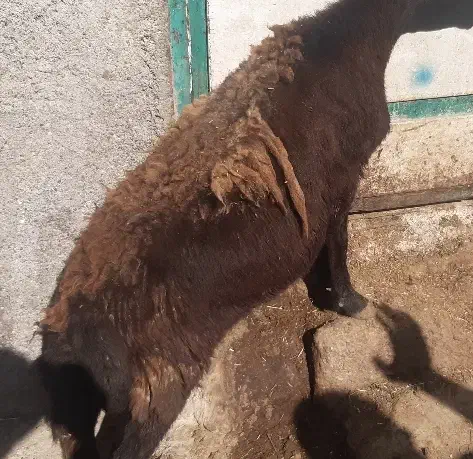 پوست گوسفند خام|حیوانات مزرعه|اردبیل, |دیوار