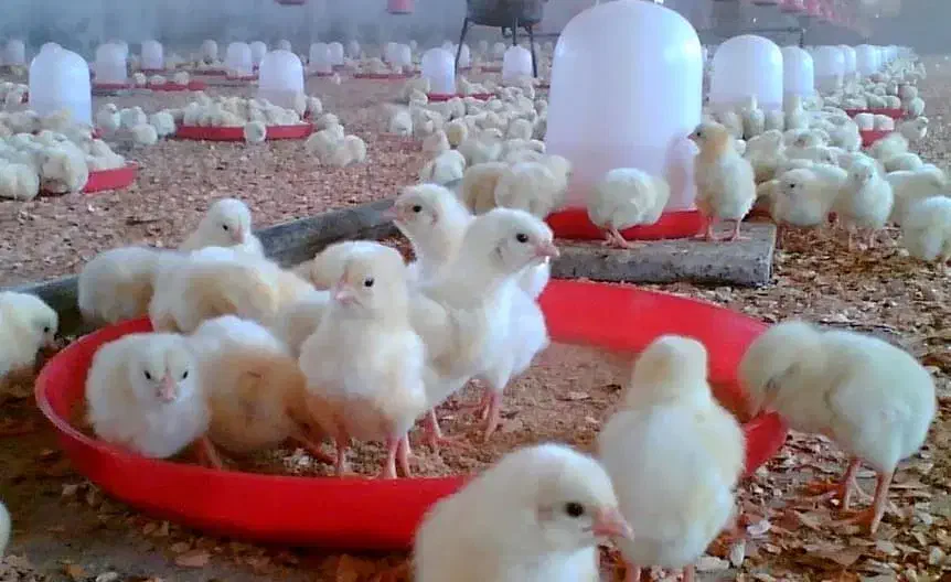 جوجه گوشتی راست|حیوانات مزرعه|گنبد کاووس, |دیوار