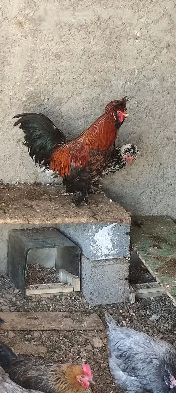 مرغ وخروس|حیوانات مزرعه|اصفهان, ارداجی|دیوار