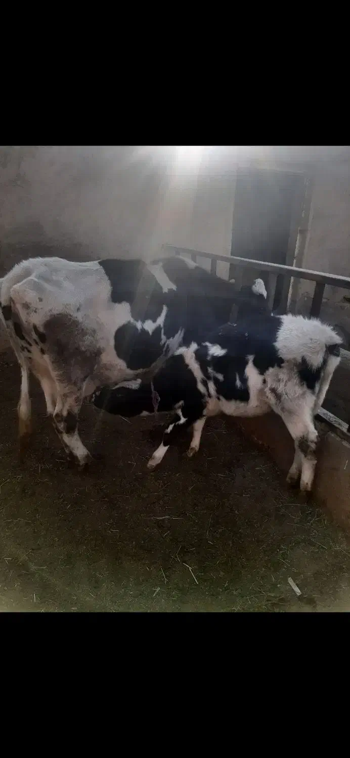 گاو و گوساله|حیوانات مزرعه|بروجن, |دیوار