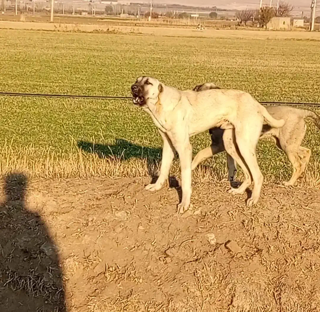 سگ پژدروکنگال مناسب گوسفندونگهبانی|سگ|بوکان, |دیوار