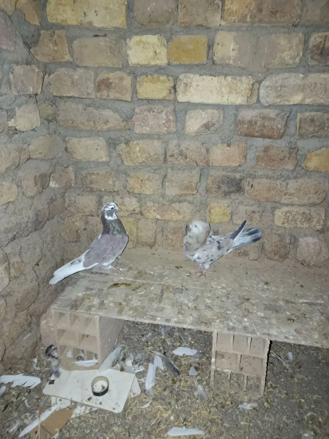 دو عدد کبوتر سرور|پرنده|رامند, |دیوار