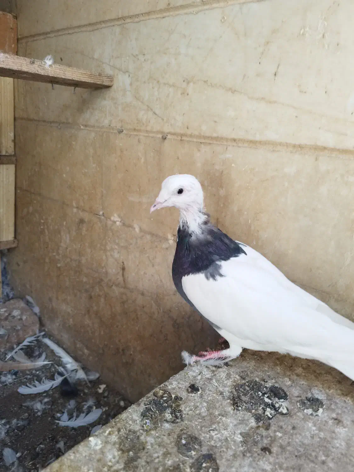 کبوتر کلفه|پرنده|اردبیل, |دیوار