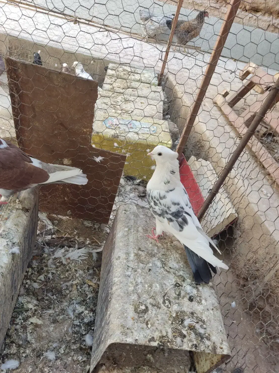 پشتار|پرنده|اردکان, |دیوار