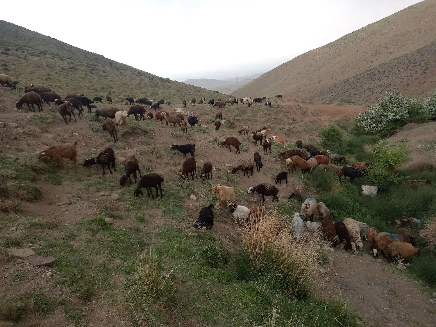 خرید وفروش دام|حیوانات مزرعه|هشتگرد, هشتگرد قدیم|دیوار