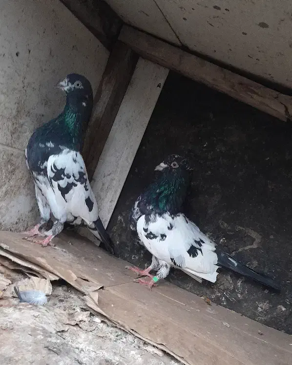 کبوتر پرشی بهشرط|پرنده|رشت, حومه رشت|دیوار